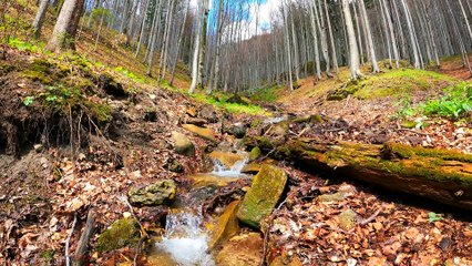 beautiful natural scene