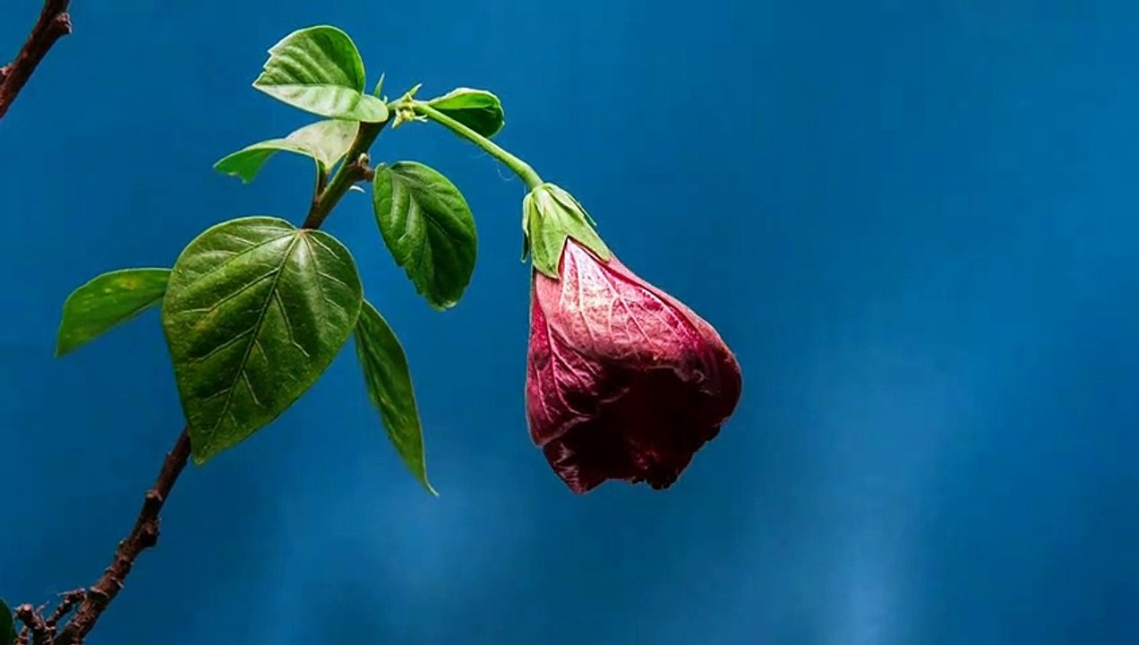 natural flowers