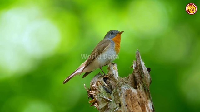 Wild Pheasants of Pakistan Shaheen Falcon Monal Kalij Cheer Dove Ruddy Shelduck پاکستان کے چند خوبصورت پرندے