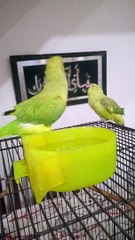 下载视频: My indian ringneck talking parrots kiwi and tara