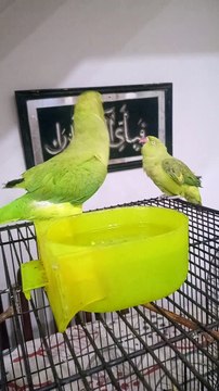 My indian ringneck talking parrots kiwi and tara