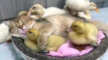 The duck jumps into the basket and sleeps with the kitten so sweet!kitten is mother duckling.lovable