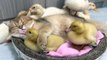 The duck jumps into the basket and sleeps with the kitten so sweet!kitten is mother duckling.lovable
