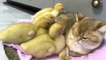 The duckling found its mother duck!  The kitten hugs the duckling to sleep is very cute!interesting