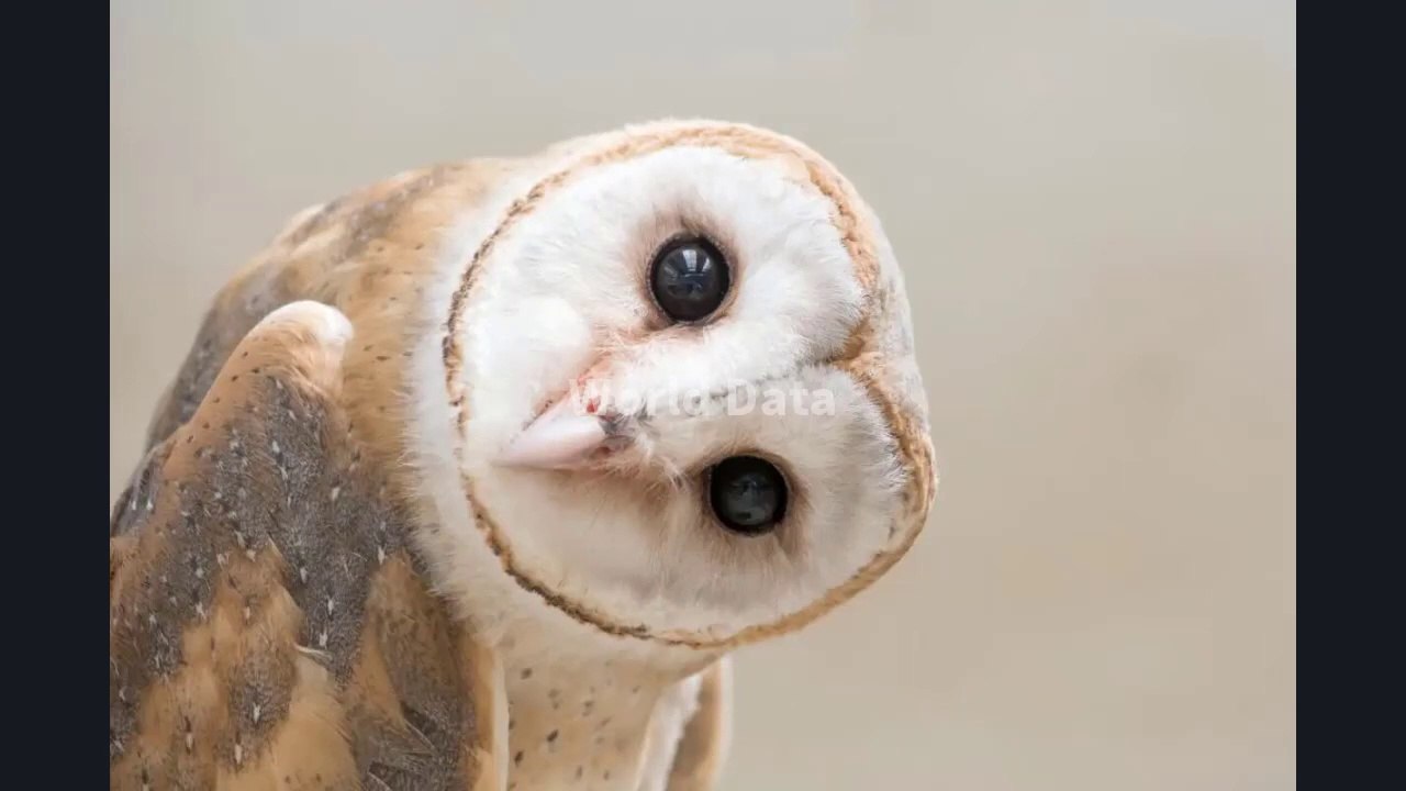 They are the roundest animals in the world  .کیا یہ دنیا کے سب سے گول مٹول جانور ہیں
