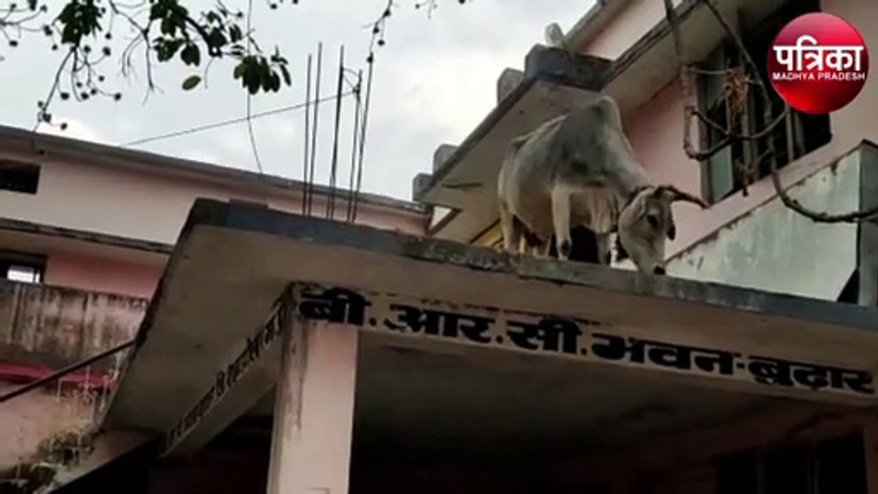 जनपद कार्यालय की छत पर बैल, अध्यक्ष बोले- योजनाओं का लाभ लेने आया है, वीडियो वायरल