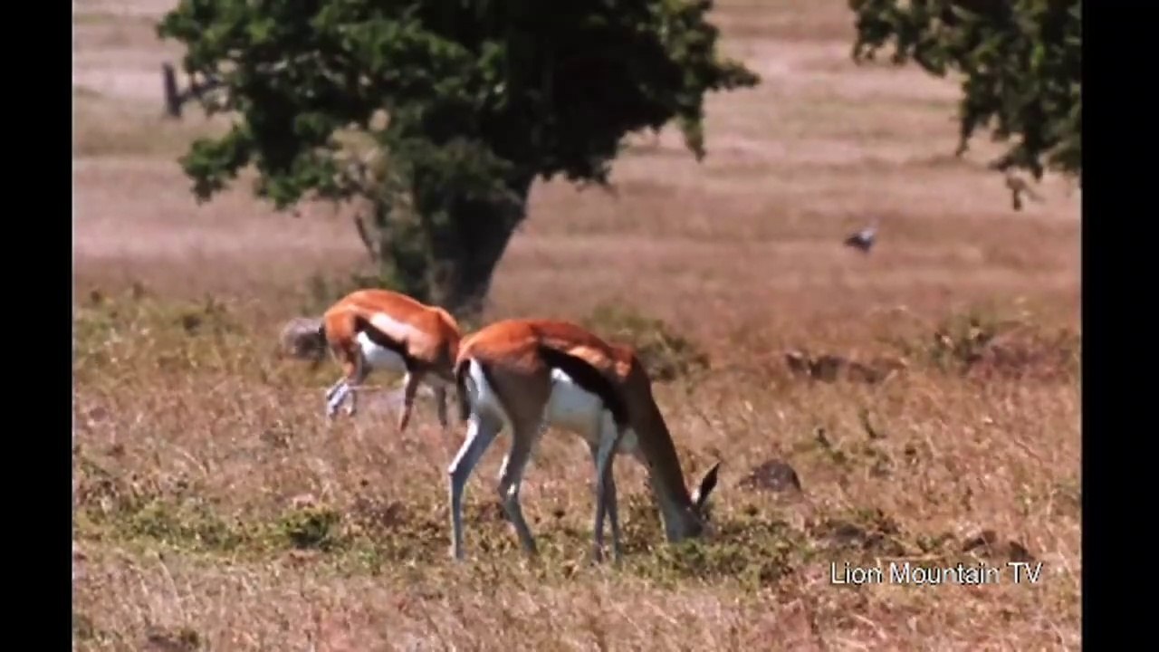 Cheetah  high speed Gazelle hunt   CLASSIC WILDLIFEb 720p