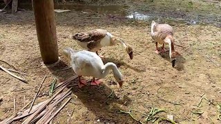 This Duck Goose Eats Long Beans || Swan
