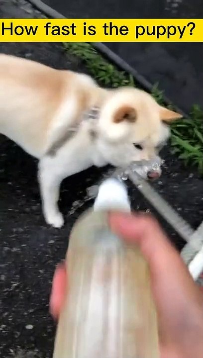 Funny video