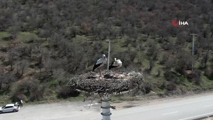 Baharın habercisi leylekler Leylek Oteli'ne ulaştı