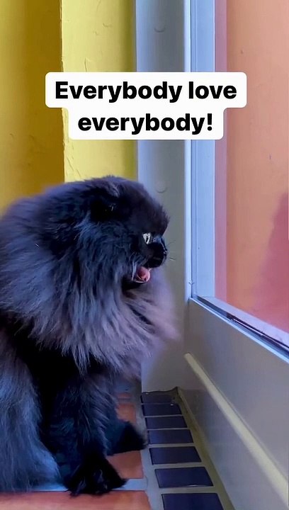 Funny video
