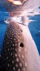 Diver Swims With a Peaceful Whale Shark