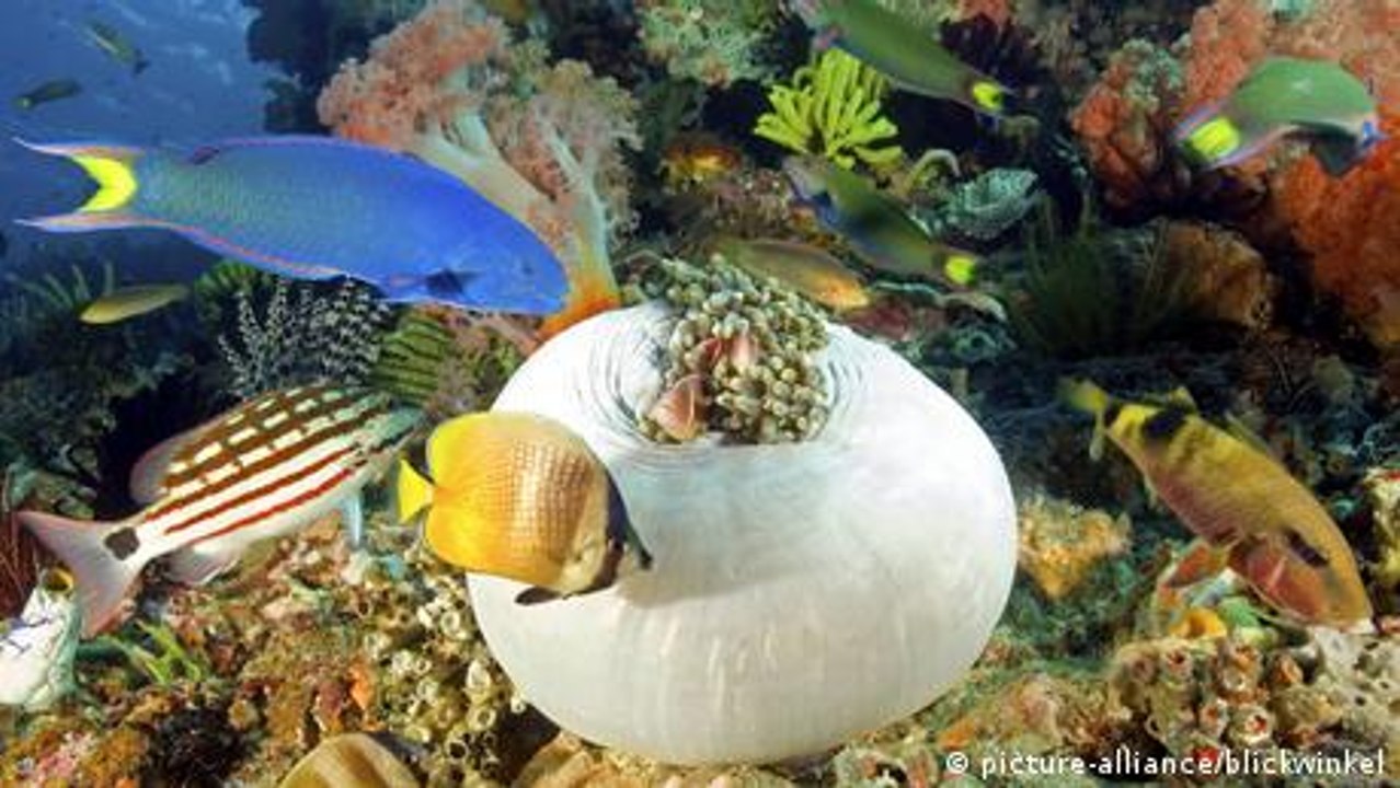 ¡Quiero saber! ¿Por qué algunos peces tienen rayas y otros manchas?