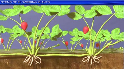 3. Leaves of flowering plants