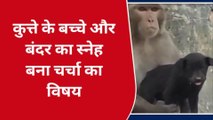 हरदोई: कुत्ते को अपने बच्चे की तरह पाल रहा बंदर, तेजी से वीडियो हो रहा वायरल