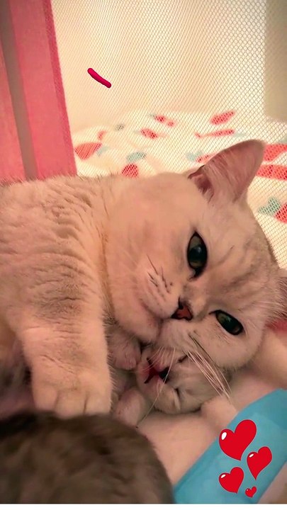 Kitty Mama