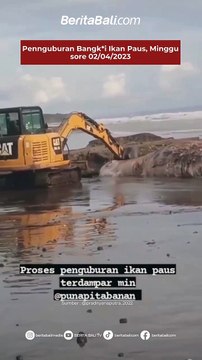 Pennguburan Bangk*i Ikan Paus, Minggu sore 02/04/2023 berlangsung Penguburan ikan paus yang terdampar di kawasan pantai batulumbang,antap, selemadeg barat. Sabtu kemarin
