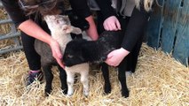 Three lambs rejected by their mother are adopted as pets and saved from the dinner table