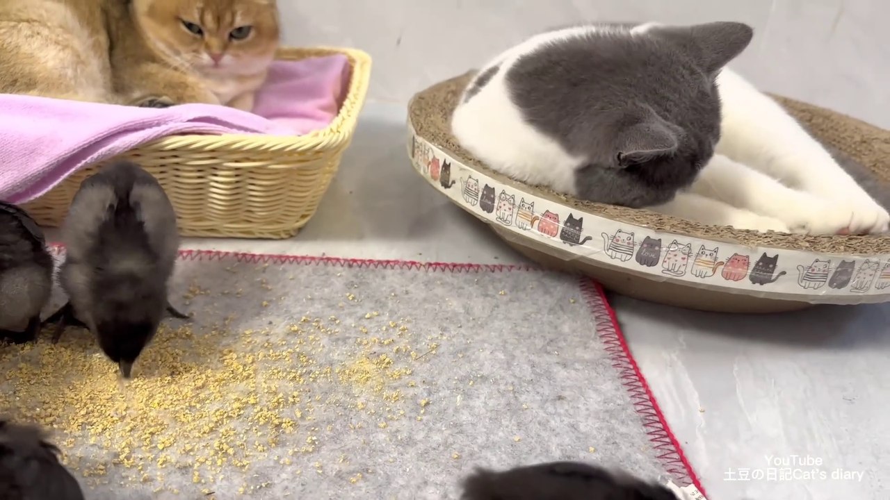 Under the care of the kitten, the chick has grown up again!  cute and funny animal videos