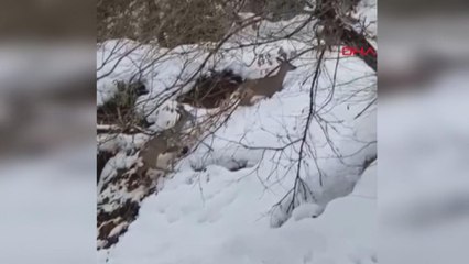 Bartın'da karaca ve ayılar görüntülendi
