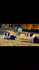 Amazing cat and rebit beautiful socking video twins