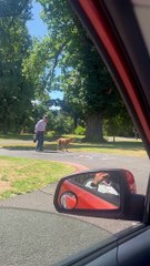 Dog Patiently Waits for Elderly Owner to Cross Street