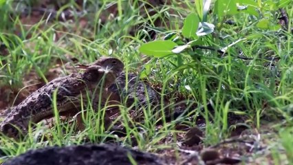 ハヤブサはトリックを使ってハチの巣を狩り、幼虫を手に入れます - 突然不運なヘビが現れました