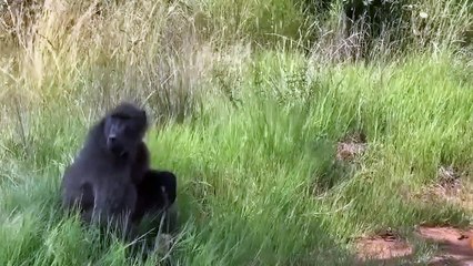 ゴリラの凄まじいパワーが怖い！怒ったヒョウは子ヒョウに復讐するためにヒヒと激しく戦う