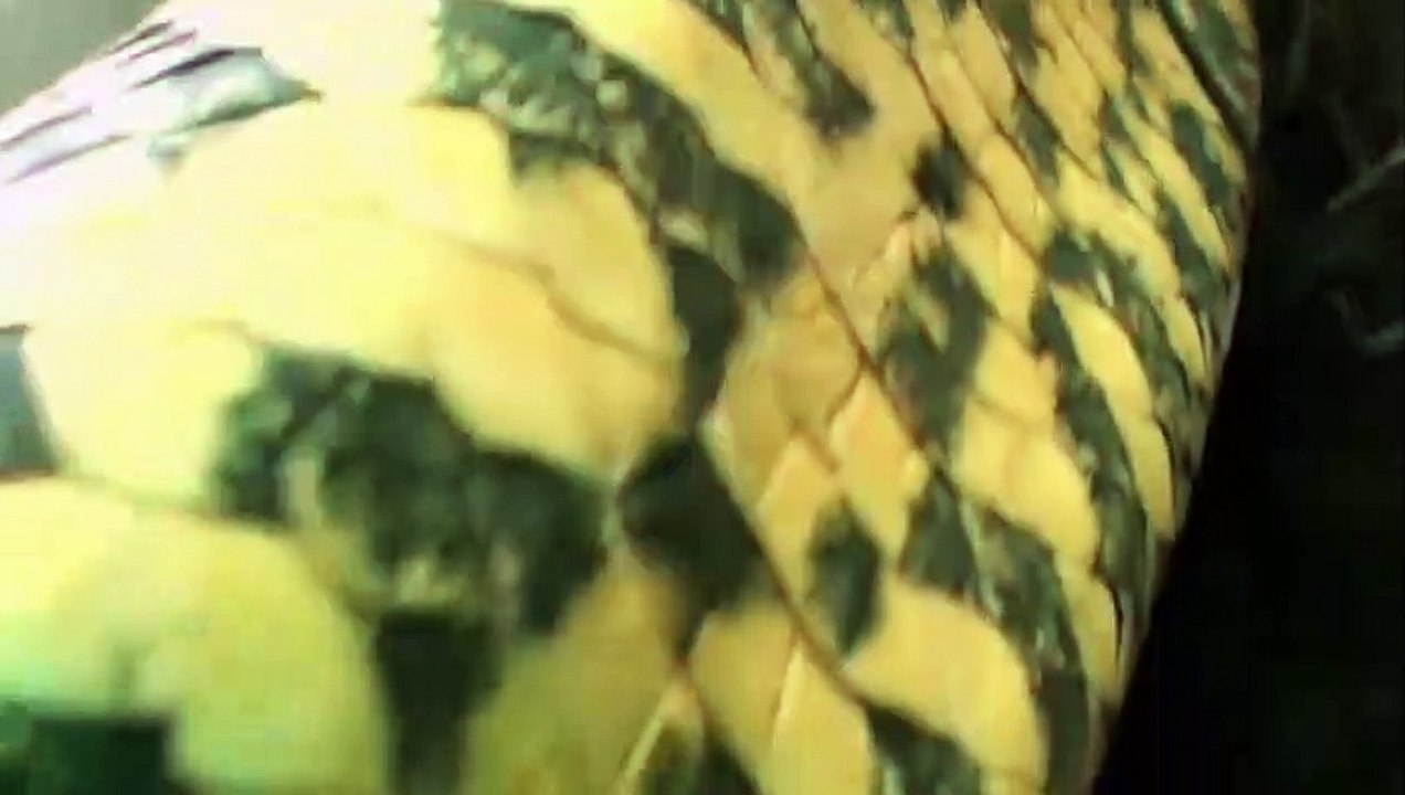 ニシキヘビの卵を食べるためにニシキヘビを攻撃するトラ