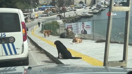 Sinop'ta vatandaşlara saldıran sokak köpekleri toplandı