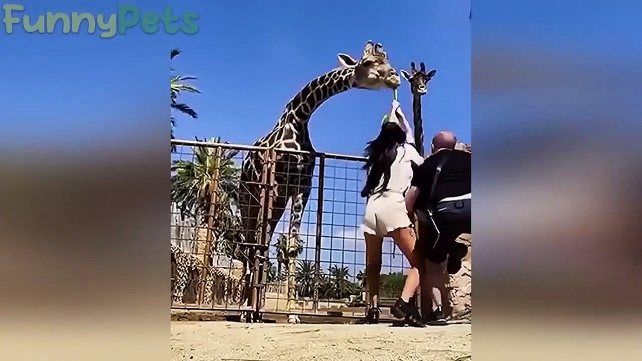 best funniest animal videos 2023  funny cats and dogs