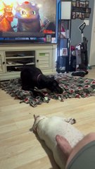 Frenchie's Make The Best Pillows