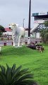 Border Collies Try to Herd Statue