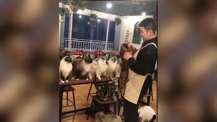 YOU LAUGH YOU LOSE _ Cute and Funny Cat Videos Compilation _ Aww Cats- Funny Cat Life- Cat Moments