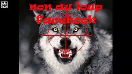 Polémique le loup est-il de retour en Limousin