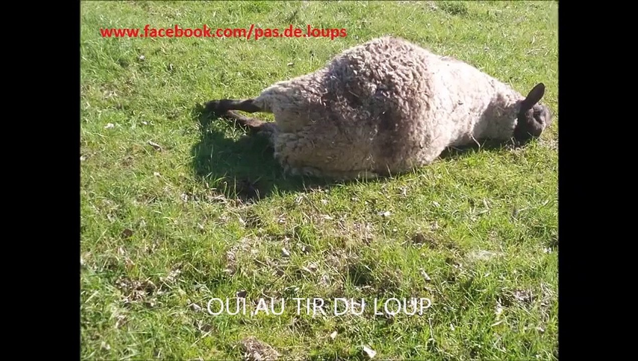 Oui aux tirs des loups