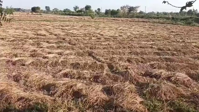 हाथरस: बारिश ने किसानों की मेहनत पर फेरा पानी, सरसों व गेहूं की फसल हुई खराब