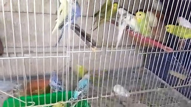 Colorful budgies australian parrots