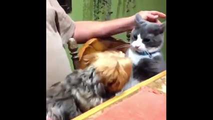 Funniest Animals Fight 2020 _ Funny Cats_ Dogs Vs Chicken