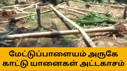 கோவை: பாக்கு மரங்களை சேதப்படுத்திய காட்டு யானைகள்!