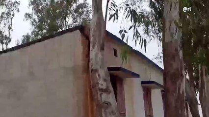 দঃ দিনাজপুর: স্কুলের ছাদে পড়েছে আস্ত গাছ! ভয়ে স্কুলে যাচ্ছে না ছাত্রছাত্রীরা