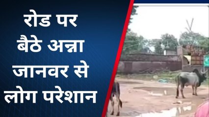 ललितपुर: रोड ही बनी अन्ना जानवरों का अड्डा,राहगीरों को हो रही समस्या