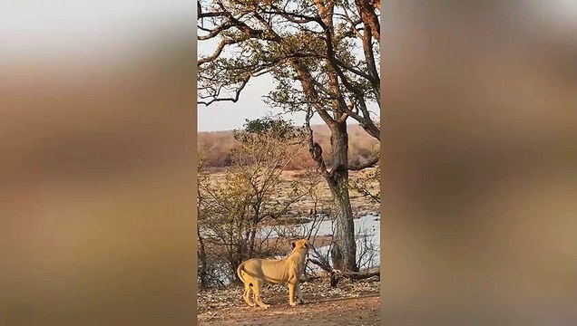 Baboons bark at lion, lion barks back!
