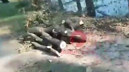 बाराबंकी: प्रतिबंधित हरे भरे पेड़ पर वन माफिया ने चलाया आरा, पुलिस ने दर्ज किया मुकदमा