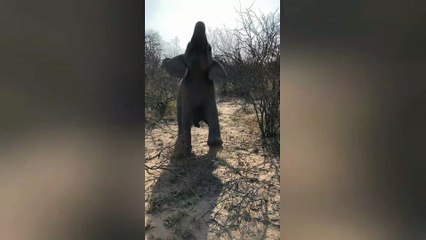 Baby elephant tries walking on two legs 