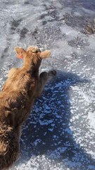 Rancher Rescues Calf Stuck on Ice