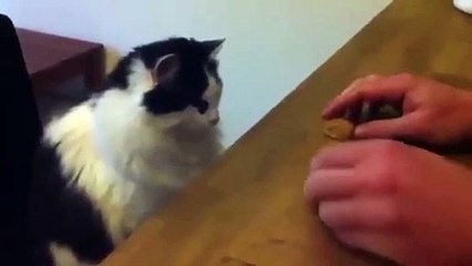 Smart Cat Performs AMAZING Trick