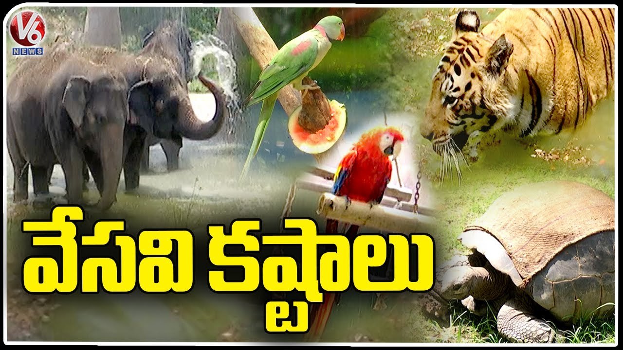 Ground Report _ Animals And Birds In Nehru Zoological Park Suffer With Summer Heat _ V6 News