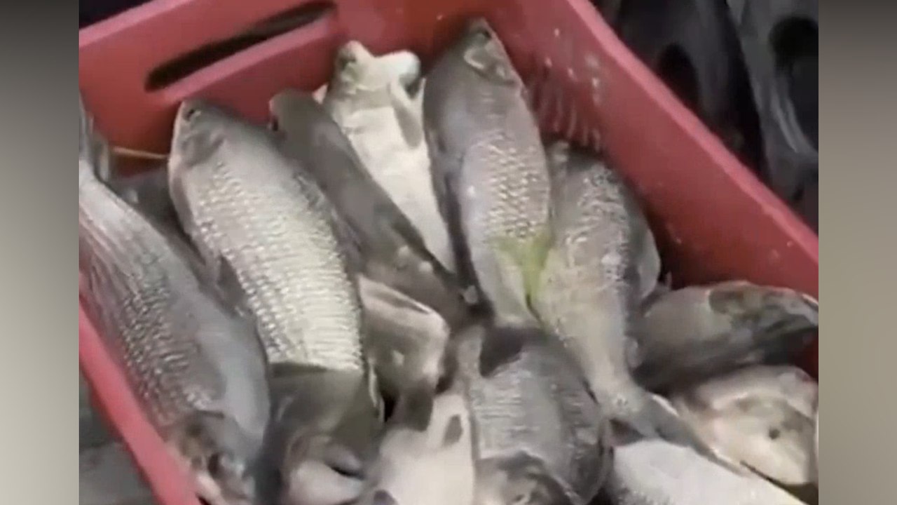 Após fortes chuvas, moradores pegam com a mão, fartura de ‘peixes da Semana Santa’ no interior do Ceará