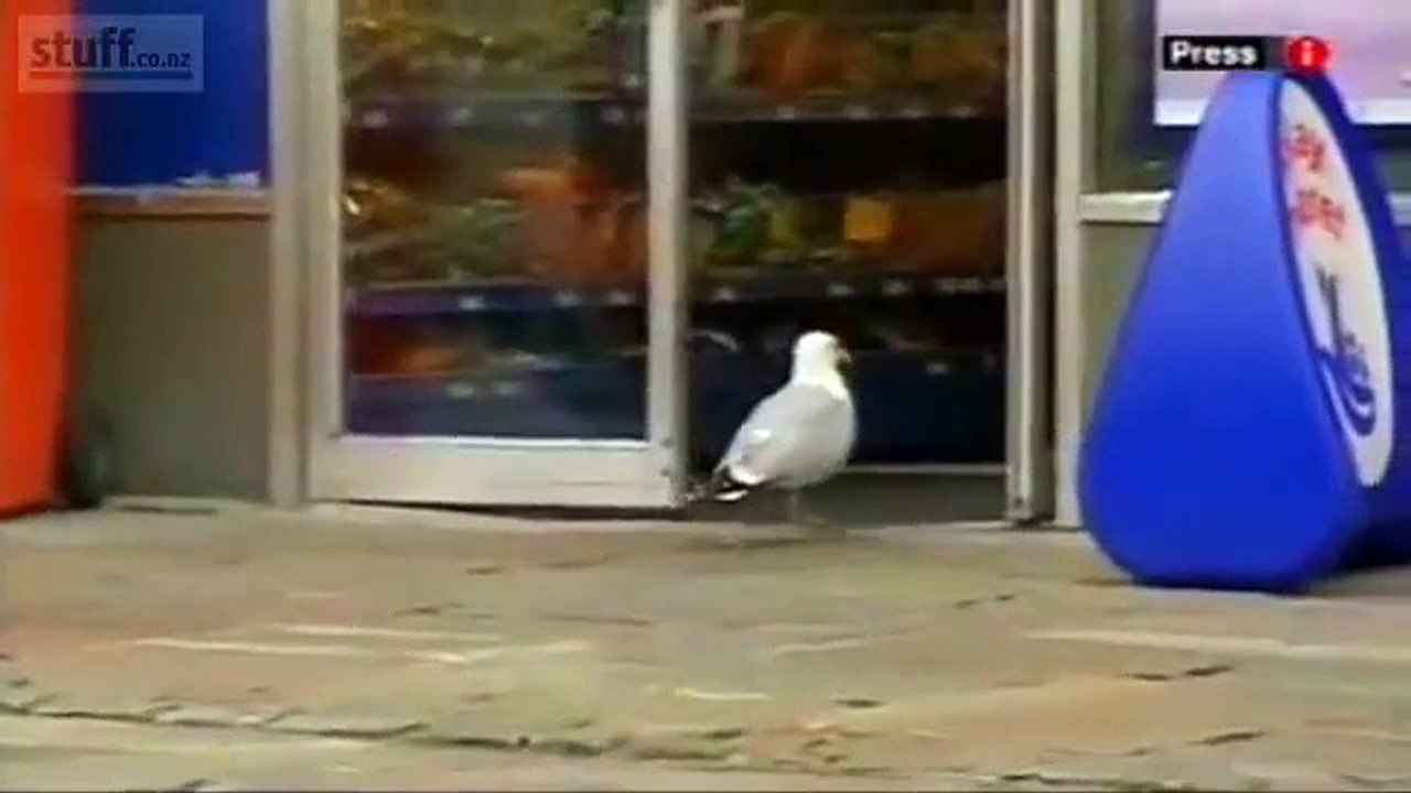 funny animals (9)